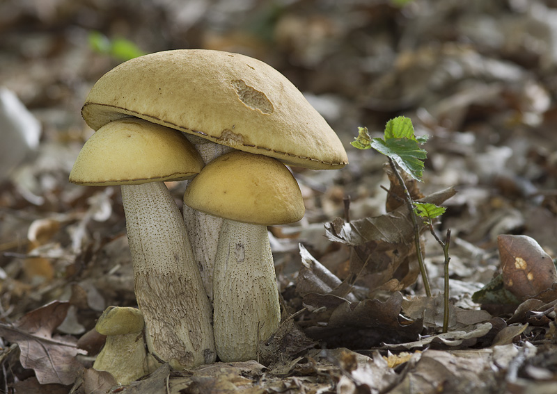 Leccinum crocipodium